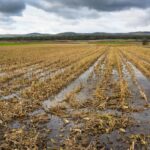 Sector agrícola peruano enfrenta desafíos climáticos
